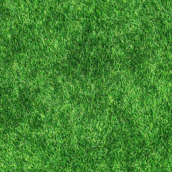 🌱2026 Evergreen Dwarf Grass Seed for Four Seasons